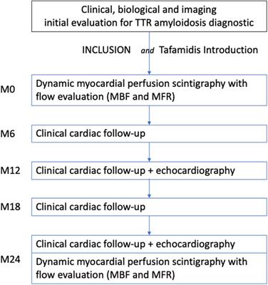 A study protocol for an observational cohort investigating cardiac transthyretin amyloidosis flow reserve before and after Tafamidis treatment: The AMYTRE study